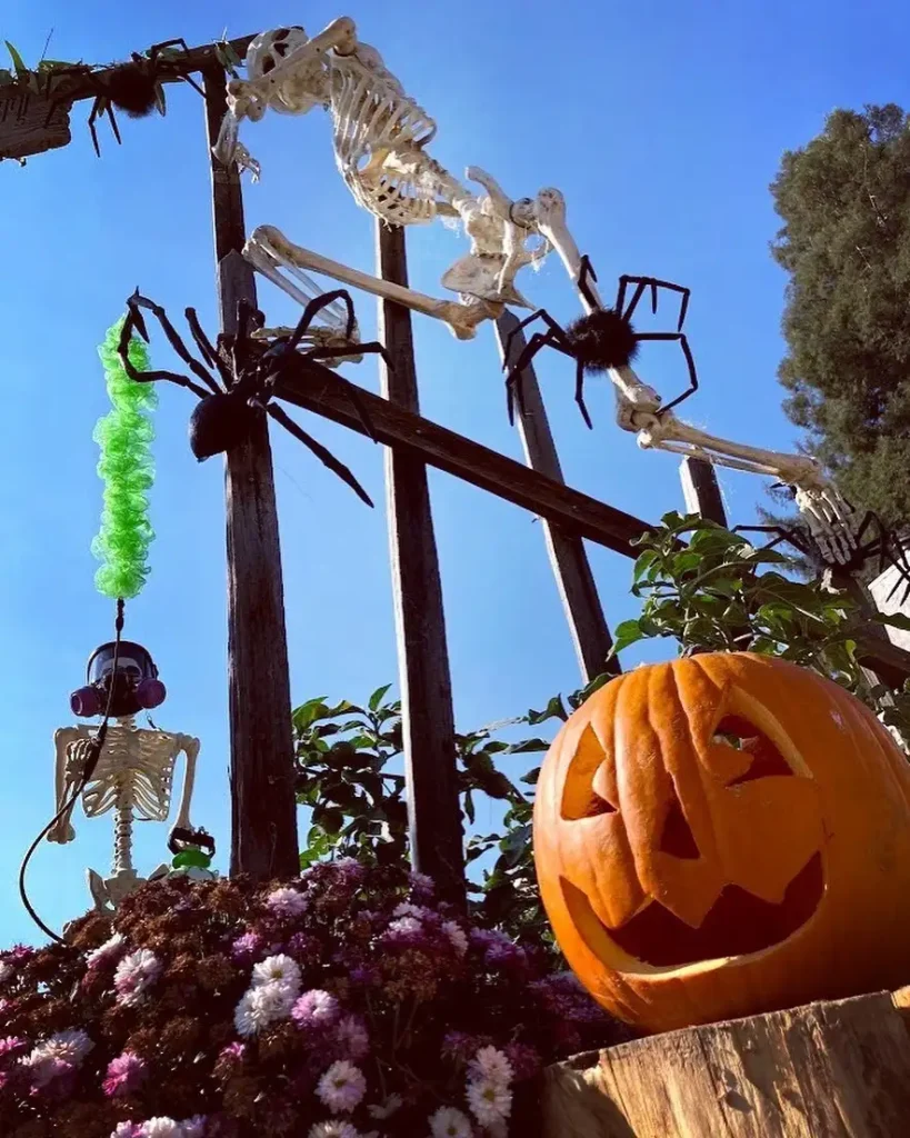 Arachnid Playground