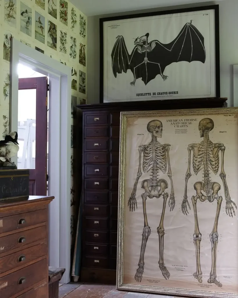 Cabinet of Curiosities