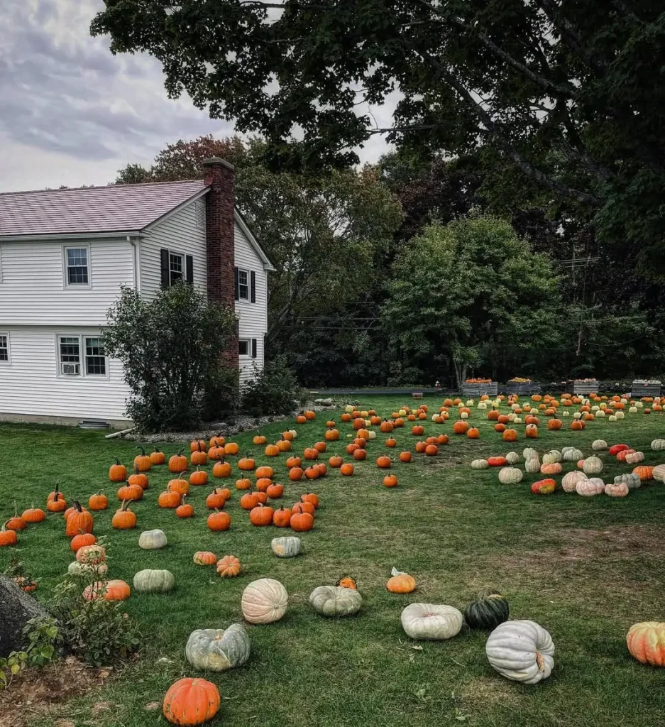 Pumpkin Wonderland